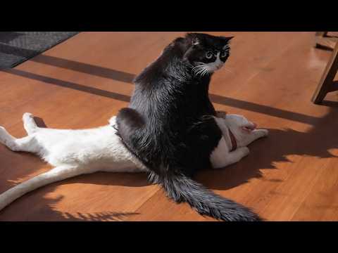 Cats Being Absolutely Bonkers