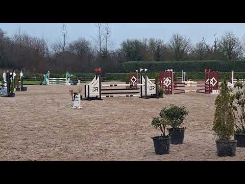Proven 148cm All rounder - Image 2