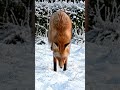 #Hunting#nature beauty in a alaska