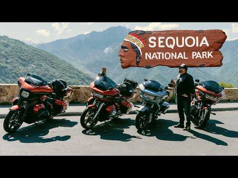 We rode motorcycles to the biggest tree in the WORLD