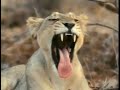 National Geographic Kids Really Wild Animals Lion Lioness Song