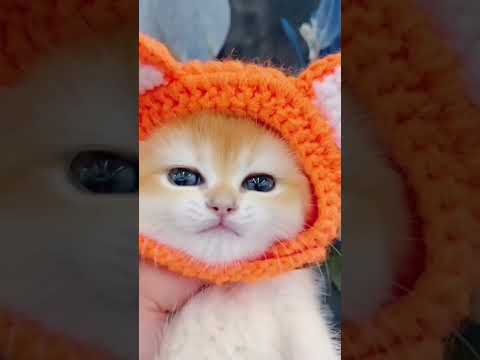 #cat #kitten #cute #catvideos #cutecat #ytshort #tranding #inspiration
