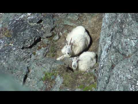 Roaming Free - Mountain Goats In Summer