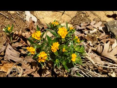 Hoary Puccoon (Lithospermum canescens) - YouTube