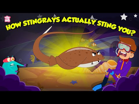 Stingrays Defense Mechanism | How Stingrays Actually Stings You? | How to Survive | Dr. Binocs Show