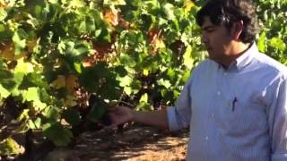 Watch Winemaker Gustavo Gonzalez discuss Pinot Noir in Stanly Ranch