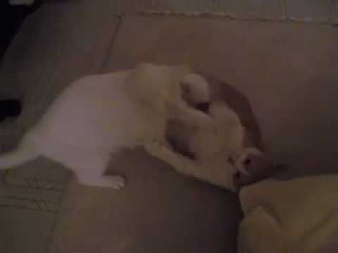 download lagu mp3 mp4 Yoshi Whisky, download lagu Yoshi Whisky gratis, unduh video klip Yoshi Whisky