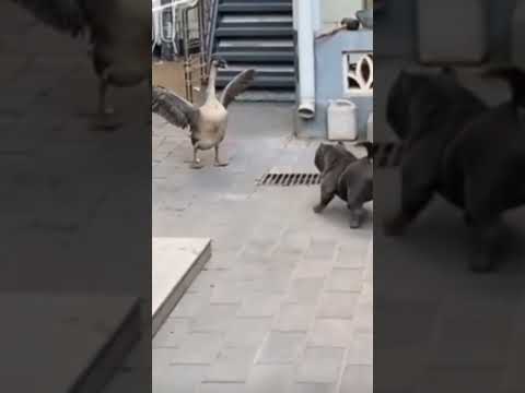 dog vs duck fight