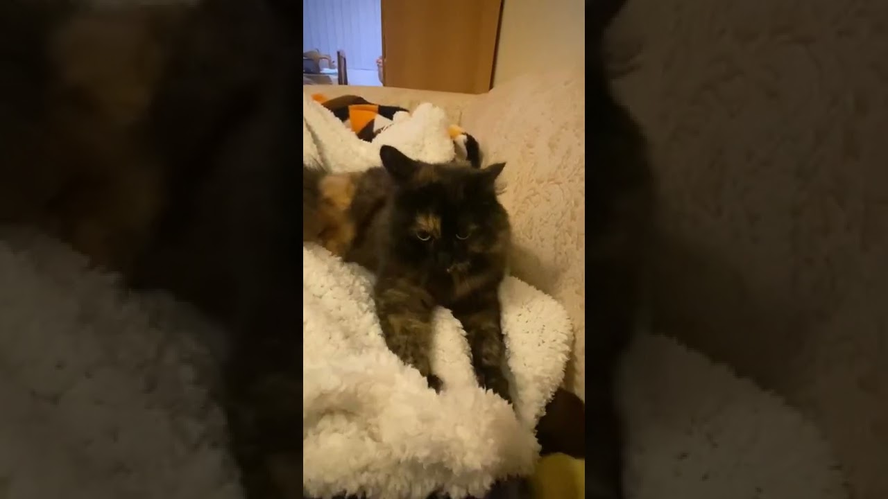 YouTube video preview