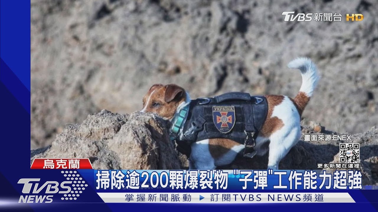 會找地雷又萌! 烏克蘭護國神犬獲總統表揚