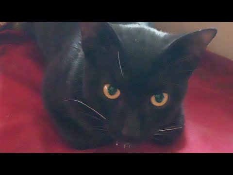 # Untouched treasure of nature # winter ☃️ start # panther 🤗 feel cool