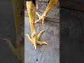 Ciri Kaki Ayam Pukul Saraf