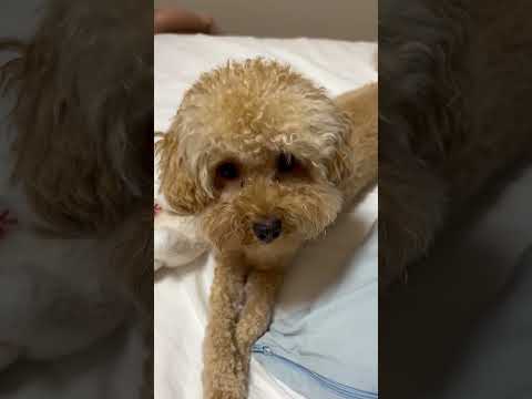 経営学科 飼い主のベッドに乗るトイプードル13ヶ月 #toypoodle #トイプードル