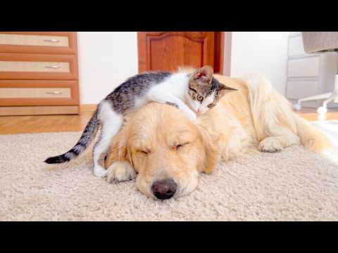 YouTube 썸네일
