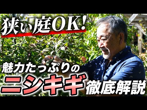 園芸 ゲイニエ・ルージュ、ゲイニエ・デュ・カナダ