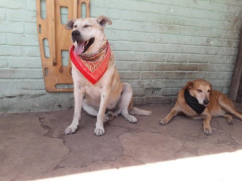 #shortscocinarealfreeMascotasyMás Les presento a estos dos angelitos peludos