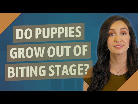 Do puppies grow out of biting stage?