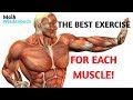 The best exercises for each muscle!
