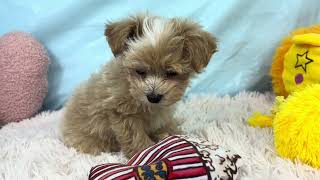 ハーフ犬の動画01