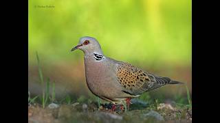 Paprastasis purplelis (Streptopelia turtur)