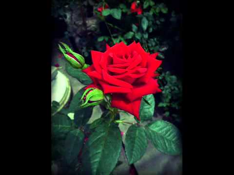 Apache 16 la han visto llorando