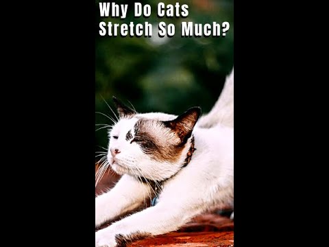 Why Do Cats Stretch So Much? #Shorts