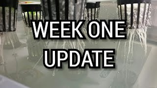 Indoor Kratky hydroponic lettuce update