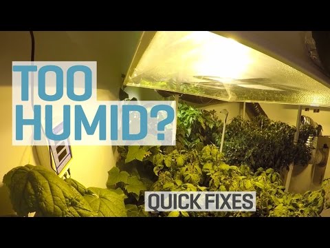 Too Humid in your Grow Room?