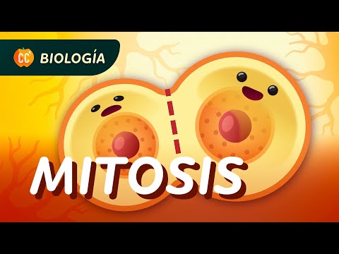 Mitosis y el ciclo celular: Crash Course Biología #29