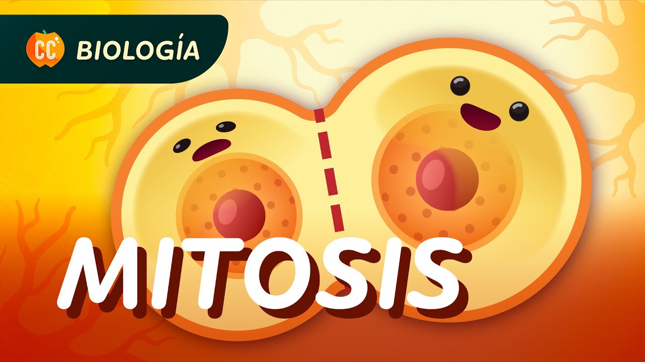 Mitosis y el ciclo celular: Crash Course Biología #29