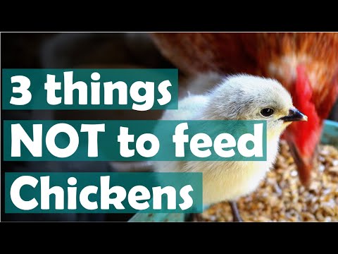 , title : 'What not to feed chickens: 3 things to NOT feed chickens PLUS some wonderful treat ideas'