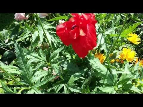 Un petit coquelicot - Mouloudji