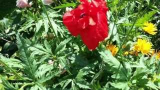 Un petit coquelicot - Mouloudji