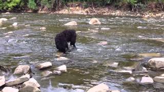 preview picture of video 'Black Russian Terrier Koba goes back to the wild'