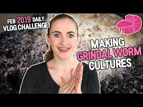 Grindal Worm Culture - Preventing MITES!