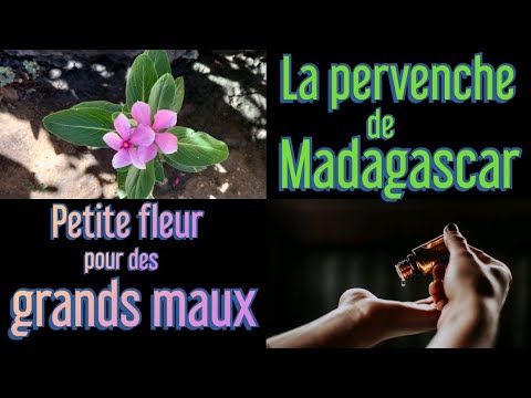 La pervenche de Madagascar et ses bienfaits : petite fleur pour de grands maux