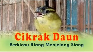 Download lagu Cikrak Daun Berkicau Riang Menjelang Siang mp3 Download lagu Cikrak Daun Berkicau Riang Menjelang Siang mp3
