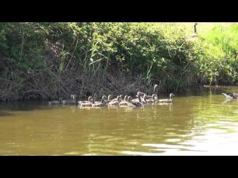 Graugänse mit 17 Küken Großes Meer Mai 2011