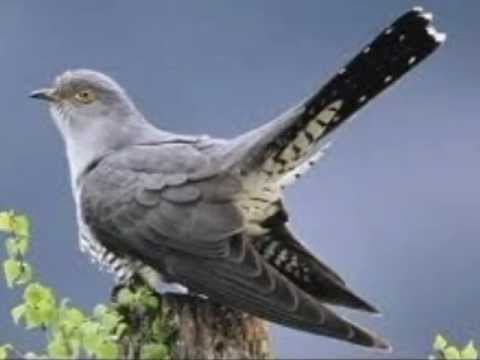 Maria Lataretu - Cucule mare dusman