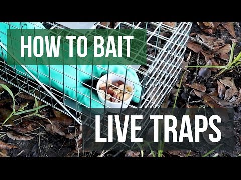 How to Bait Live Animal Traps: Live Trapping Tips