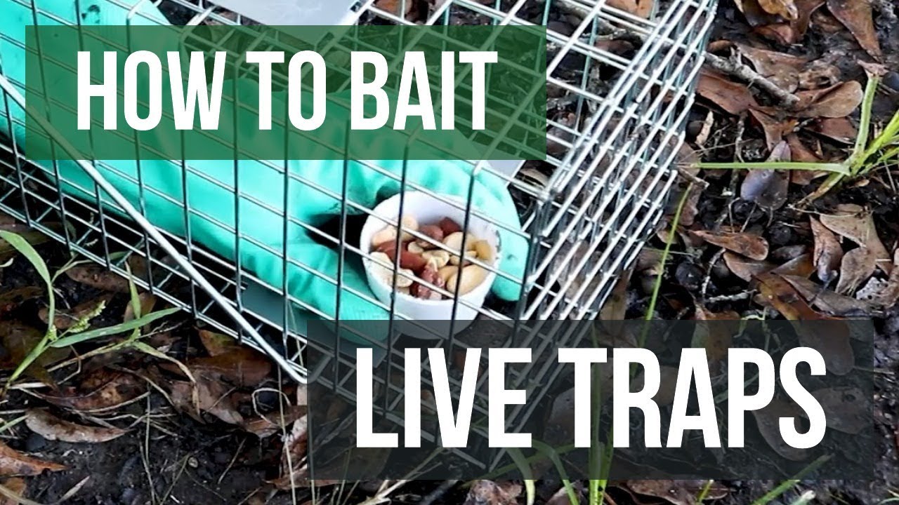 How to Bait Live Traps