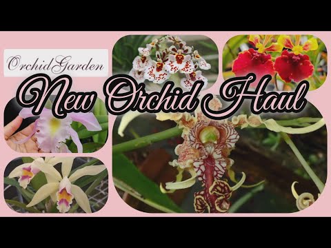 ORCHID UNBOXING  FROM ORCHID GARDEN IN POLAND  NOVEMBER 2024
