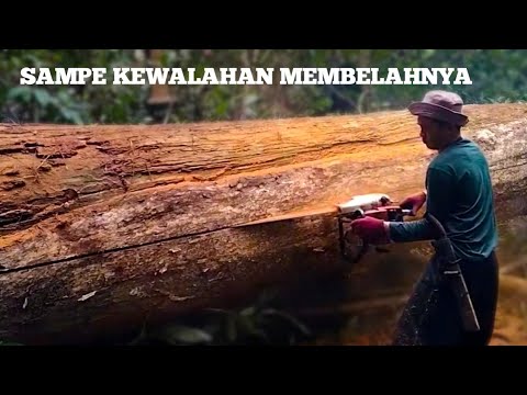 MEMBELAH KAYU SUPER DENGAN STIHL 070 CHAINSAW