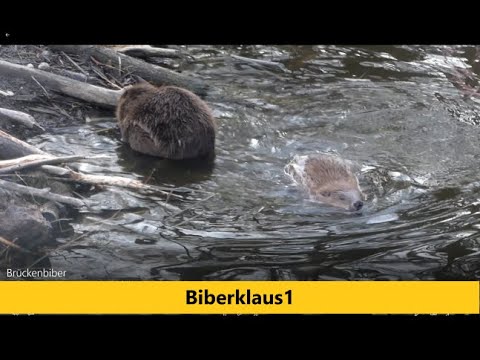 2 Brückenbiber vor ihrer Burg. Augsburg, Wertach, Brücken Biber.