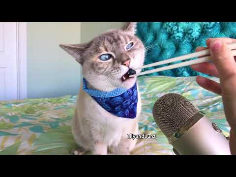 ASMR - CAT EATS BLUEBERRY - YouTube