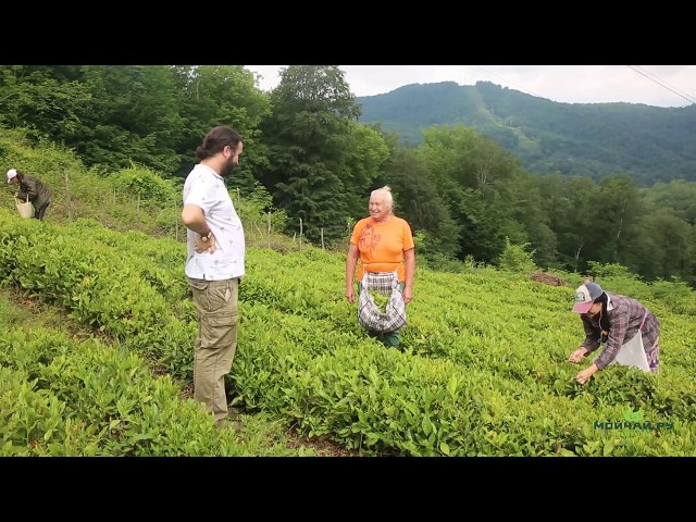 Русский Чай. Часть Первая. Сборщица Ольга Крупская . Плантация чая Кимун (Цихун), Краснодарский край