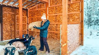 Bundling Up the Livestock in 0° Temps! Winter Has Arrived...