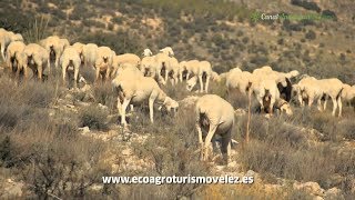 preview picture of video 'Turismo Activo con Ecoagroturismo en Chirivel (Almería)'