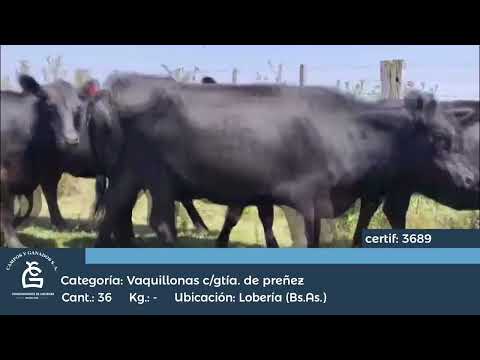 Lote VQ CGP - Lobería Bs As