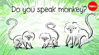 How to speak monkey: The language of cotton-top tamarins - Anne Savage